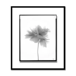 Len Prince Photography-Poppy Series -Online Home Decor 61620