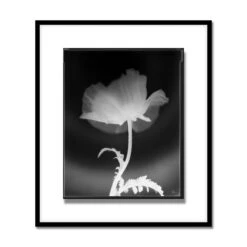 Len Prince Photography-Poppy Series -Online Home Decor 61628