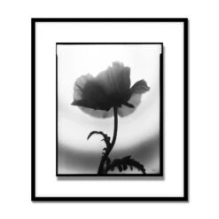 Len Prince Photography-Poppy Series -Online Home Decor 61629