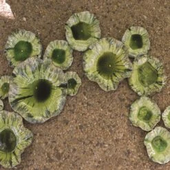 Free Formed Lily Plate-Green -Online Home Decor 8.80196 8.80200